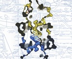 PKM2 enzyme