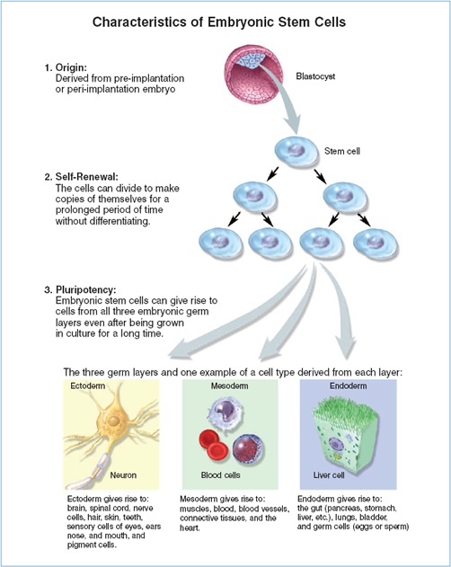 “Characteristics of Embryonic Stem Cells”.  Number one:  origin.  Embryonic stem cells are derived from a pre-implantation or peri-implantation embryo.  The drawing shows a blastocyst (link to term in glossary), with an arrow indicating the removal of the inner cell mass (link to term in glossary).  Number two:  self-renewal:  The cells can divide to make copies of themselves for a prolonged period of time without differentiating (link to term in glossary).  The drawing shows a single cell dividing to make identical copies of itself, and those copies making identical copies of themselves.  Number three:  pluripotency.  Embryonic stem cells can give rise to cells from all three embryonic germ layers (link to term in glossary) even after being grown in culture for a long time.  The drawing shows arrows indicating that the identical cells illustrated in number two can become cells from the ectoderm (such the neuron as shown), the mesoderm (such as the white and red blood cells shown), and the endoderm (such as a liver cell, as shown).  The ectodermal germ layer gives rise to brain, spinal cord, nerve cells, hair, skin, teeth, sensory cells of eyes, ears, nose, and mouth, and pigment cells.  The mesodermal germ layer gives rise to muscles, blood, blood vessels, connective tissues, and the heart.  The endodermal germ layer gives rise to the gut (pancreas, stomach, liver, etc.), lungs, bladder, and germ cells (eggs or sperm).