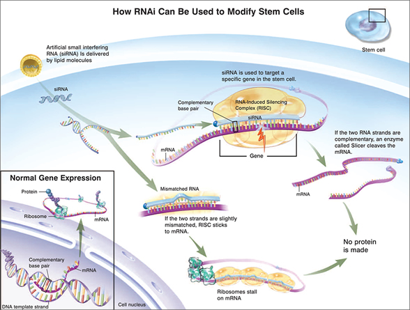 “How RNAi can be used to modify stem cells.”  The drawing shows artificial small interfering RNA (siRNA) delivered inside the cell by a small round lipid molecule.  The siRNA targets a specific gene in the stem cell and binds to it.  In one scenario, the siRNAis exactly complementary to the targeted gene.  In this case, an enzyme called slicer cleaves the mRNA, and no protein is made.  In a second scenario, the two strands of RNA are slightly mismatched.  In this scenario, a molecule called RISC sticks to the mRNA, and ribosomes stall on the RNA.  As a result, no protein is made.