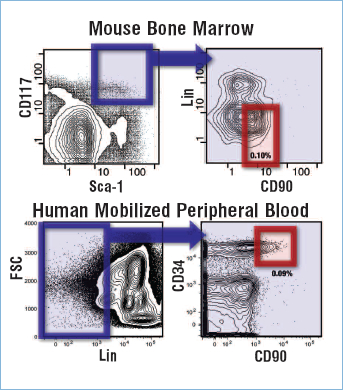  “Examples of Hematopoietic Stem Cell staining patterns in mouse bone marrow (top) and human mobilized peripheral blood (bottom).”  The figure illustrates how cell sorting based on antibody binding helps scientists isolate the stem cells from each source.  In the left panels, cells are sorted based on two types of antibody binding.  The panels on the right show an enlarged view of the cells present in a small area of the left-hand panels (indicated by the small blue box).  The cells identified in the blue box on the left are further subsorted based upon another combination of antibody binding.  Stem cells (shown in the red boxes of the right-hand panels) form a rare fraction of the cells present in both mouse bone marrow (upper panels) and human mobilized peripheral blood (lower panels).
