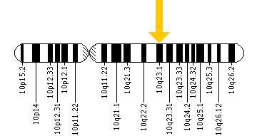 The KLLN gene is located on the long (q) arm of chromosome 10 at position 23.