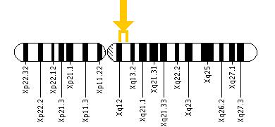 The PHKA1 gene is located on the long (q) arm of the X chromosome between positions 12 and 13.