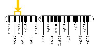 The PHKA2 gene is located on the short (p) arm of the X chromosome between positions 22.2 and 22.1.