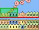 Image of DNA to protein synthesis