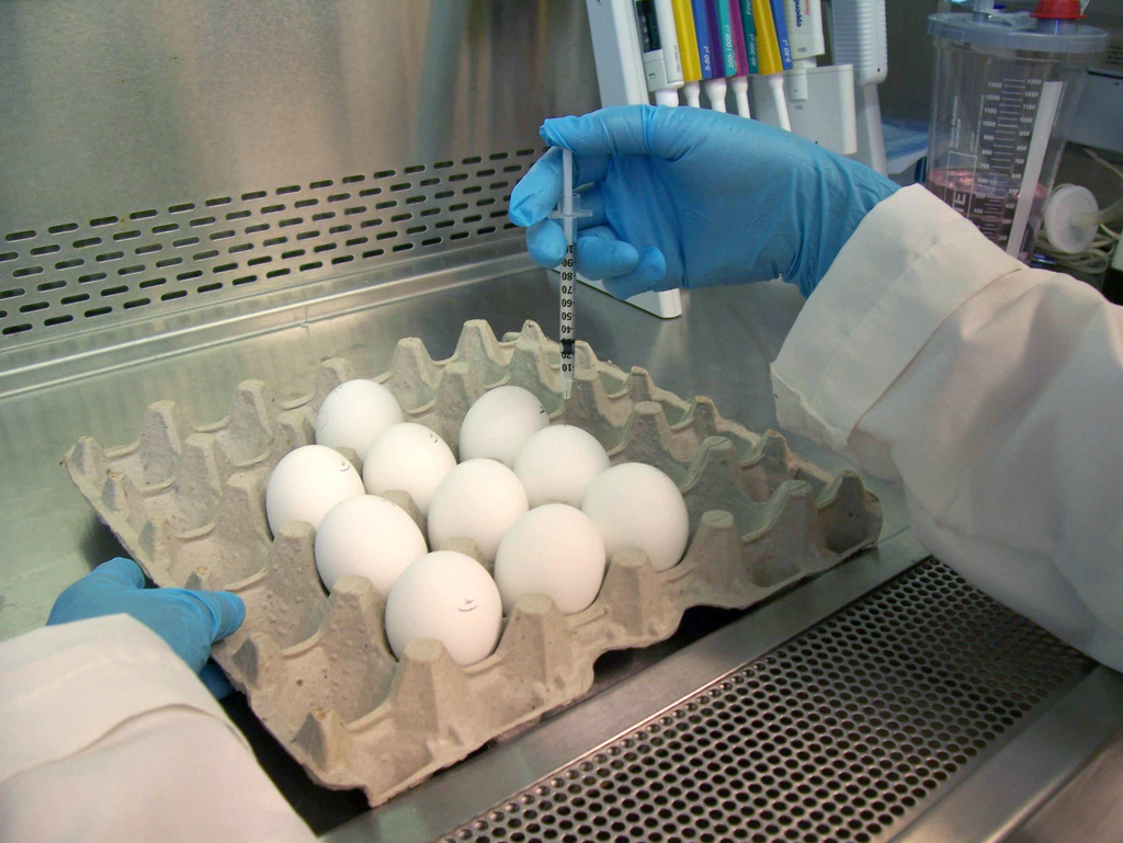 Image description: A U.S. Food and Drug Administration (FDA) laboratory worker injects an influenza virus into an egg, where it will grow before being harvested—one of the many complex steps involved in creating a traditional flu vaccine. Learn more about the evolution, and revolution, of flu vaccines.
Photo from the FDA