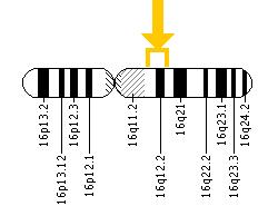 The PHKB gene is located on the long (q) arm of chromosome 16 between positions 12 and 13.