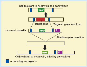 Figure: 4.2. Gene targeting by homologous recombination. The figure illustrates how scientists take advantage of a cellular DNA repair process known as homologous recombination.  The scientist generates recombinant DNA (such as a gene to replace one that is mutated) in vitro, and the therapeutic gene is introduced into a copy of the genomic DNA that is targeted during this process.  Next, recombinant DNA is introduced by transfection into the cell, where it recombines with the homologous part of the cell genome. This in turn results in the replacement of normal genomic DNA with recombinant DNA containing genetic modifications.