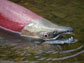 a red sockeye salmon