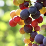 Multicolored grapes on a vine