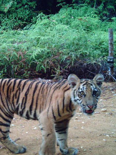WWF on TV: Support WWF with a monthly gift to help protect tigers and other species