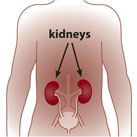 An African-American torso with arrows pointing to two kidneys located near the center of the back