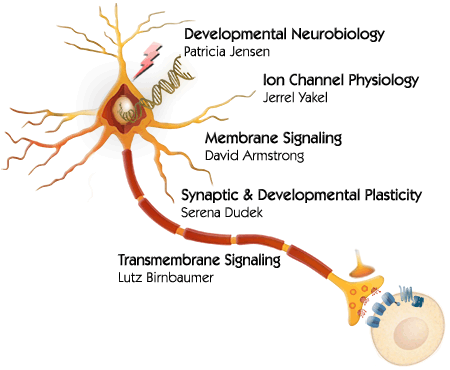 Brain illustration showing interaction between circuits, functions, cells and genes.
