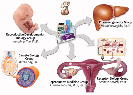 Illustrations for each of the groups within the Laboratory of Reproductive & Developmental Toxicology