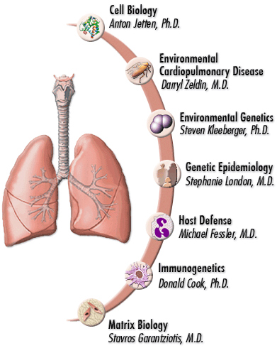 Graphic of lungs, with an arc showing the different labs of the Laboratory of Respiratory Biology