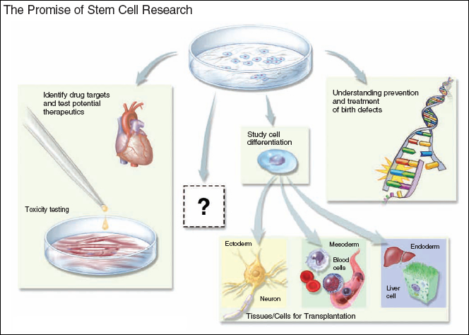The figure illustrates what areas of human health promise to benefit from pluripotent stem cell research.