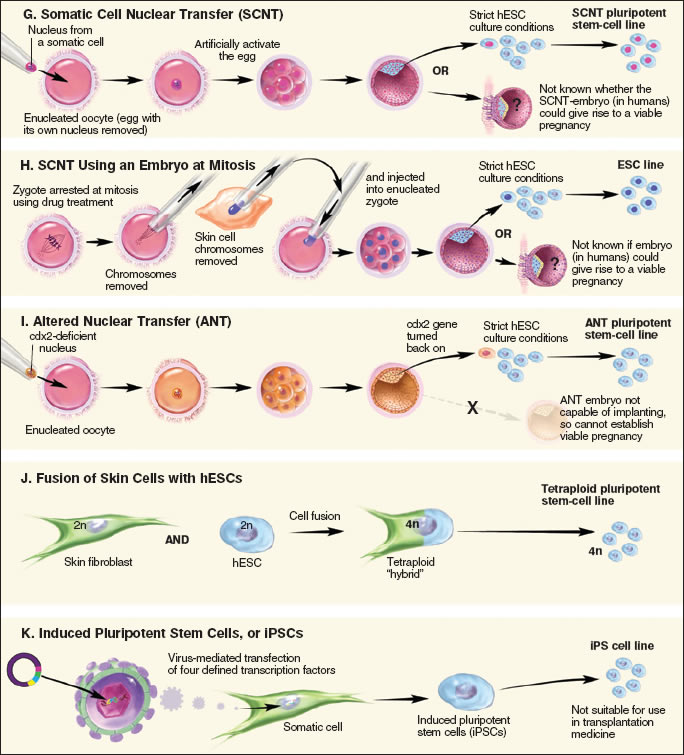 A two page spread illustrating currently known methods for generating pluripotent stem cells
