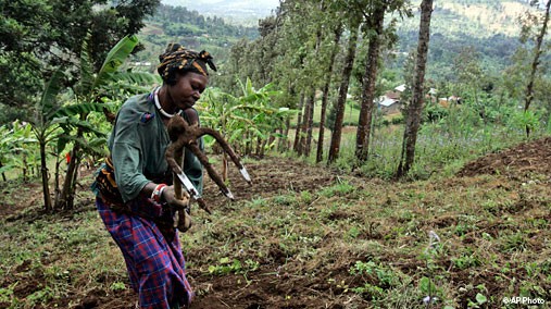 Woman works in the field of a farm in Ngiresi near the Tanzanian town of Arusha, July 18, 2007. [AP]
