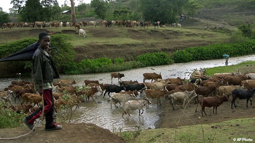 Farmers take cattle through Ghibe Valley in Ethiopia, June 1, 2002. [AP File Photo]