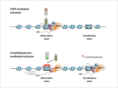 By binding to the promoter regions of some alternative exons, CTCF causes RNA polymerase II (pol II) to pause giving components of the splicing machinery time to incorporate the alternative exon. When the CTCF binding site is methylated, however, CTCF cannot bind, pol II does not pause, and the alternative exon is not incorporated into the transcript.
