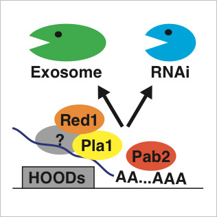 RNAi and/or the exosome, which act in an overlapping manner, silence sexual differentiation genes, genes encoding transmembrane proteins and retrotransposons. Both of these RNA degradation activities are activated by specialized machinery involving Pla1, Red1 and Pab2 proteins. RNAi-mediated degradation of RNAs and heterochromatin are regulated by environmental and developmental stimuli.