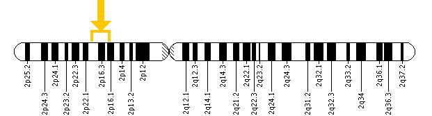 The EPAS1 gene is located on the short (p) arm of chromosome 2 between positions 21 and 16.