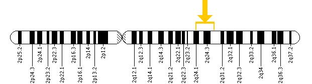 The GALNT3 gene is located on the long (q) arm of chromosome 2 between positions 24 and 31.