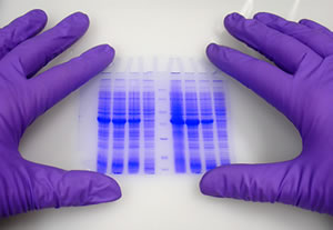 Gloved hands of researcher holding gel