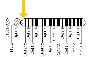 The KL gene is located on the long (q) arm of chromosome 13 at position 12.