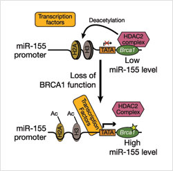 Image shows a schematic representation of the role of BRCA1 in the epigenetic control of miR-155.