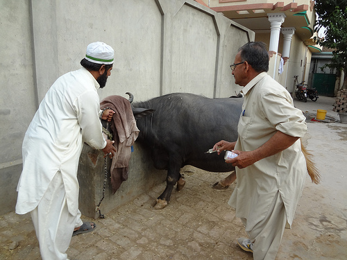 Getting vaccinated to fight FMD. Water buffalo are a significant dairy animal in Pakistan, while yaks are found in the more mountainous region and are similarly valued as a diary animal.                               