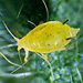 soybean aphid