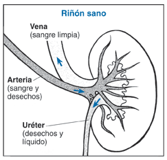 Ilustración del corte transversal de un riñón en que se delinea el uréter, vena y arteria y se describe sus funciones dentro de un riñón. sano.