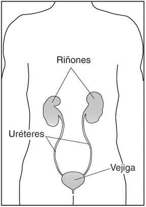 Ilustración de un torso humano que enseña los riñones, los uréteres y la vejiga etiquetados. 