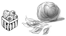 Drawing of a box of strawberries and a head of lettuce.
