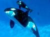 Kasatka the killer whale with her new calf