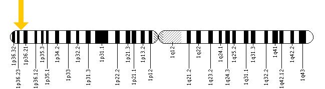 The TARDBP gene is located on the short (p) arm of chromosome 1 at position 36.22.