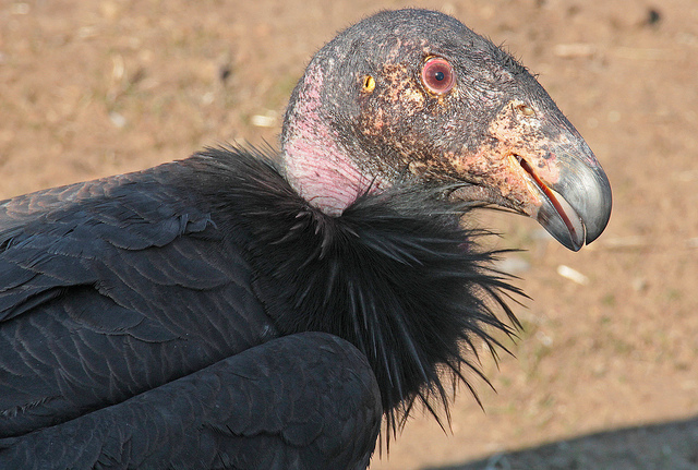 Image description: A California condor hangs out at Bitter Creek National Wildlife Refuge, located in the southwestern San Joaquin Valley foothills of Kern County, California.
Photo by Scott Flaherty, U.S. Fish and Wildlife Service.