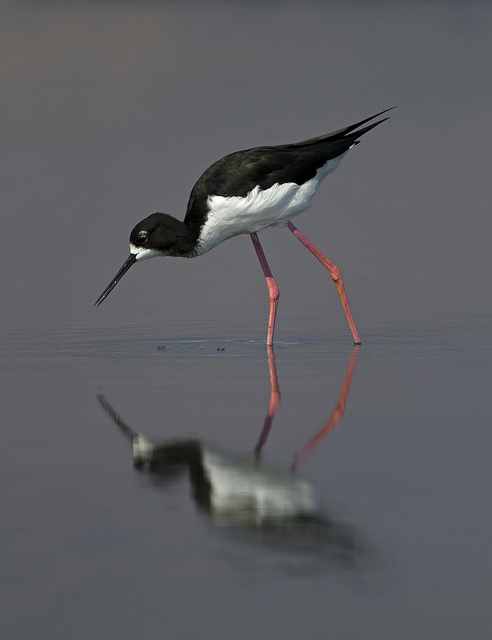 Image description: The Hawaiian Stilt, an endangered species, is a slender wading bird that grows up to 16 inches in length. It&#8217;s known for it&#8217;s very long pink legs and long black bill.
Photo by U.S. Fish and Wildlife.