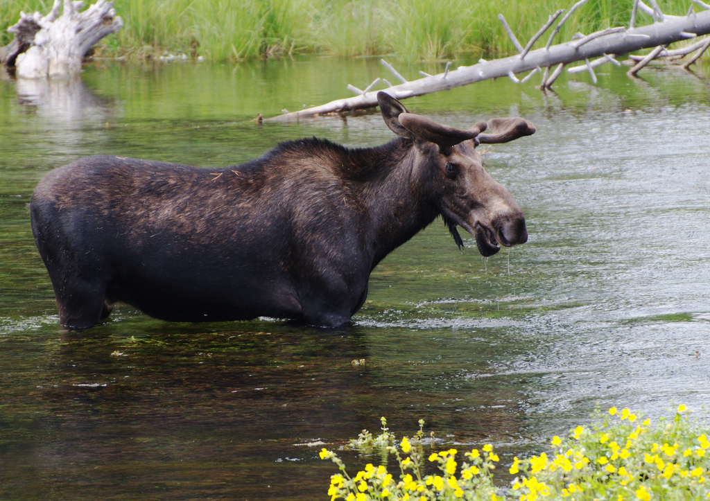 Image description: A moose walks in the river in the Nez Perce National Historic Trail near Island Park, ID.
Photo by Roger Peterson, U.S. Forest Service