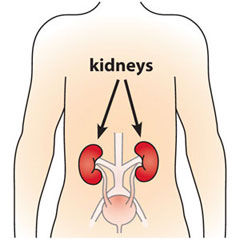 You have two kidneys located near the center of your back. Their main job is to filter waste and extra water from the blood and make urine.  When the kidneys are damaged, waste can build up in the body.