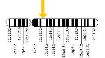 The KRT3 gene is located on the long (q) arm of chromosome 12 at position 13.13.