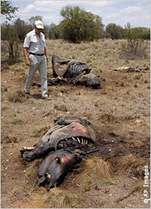 Rhino Horn Investigation Snares Three Suspects