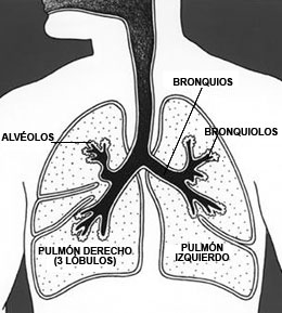 Ilustración del tórax con un diagrama de los pulmones, alvéolos, bronquios y bronquiolos. El pulmón derecho tiene 3 segmentos o lóbulos y el izquierdo tiene 2.