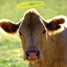 Closeup photo of a cow; graphic of a halo atop the cow's head.