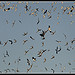 Peregrine About - Wader Frenzy!