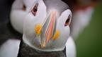 Puffins may be hardy, but they are at great risk when they return to shore to breed.