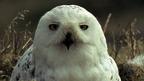 In frozen Alaska, snowy owls transfer heat to their eggs via a brood patch.