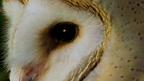 Exceptional hearing is the barn owl's most important hunting tool.