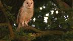 Young wildlife film makers Paul and Ryan Edwards have a close relationship with a barn owl family.