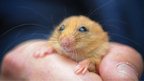 Hazel dormouse in the hand of Chester Zoo staff